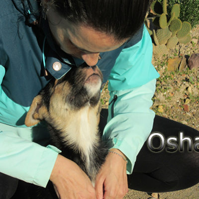 Osha-(7)web