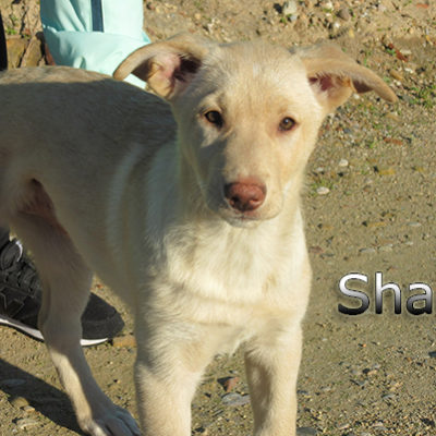 Shae-(10)web