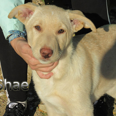 Shae-(1)web