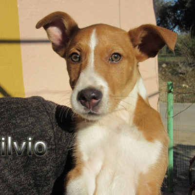 Silvio-(1)web