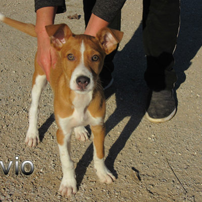 Silvio-(2)web