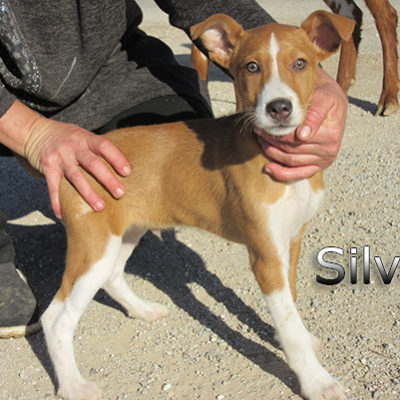 Silvio-(3)web