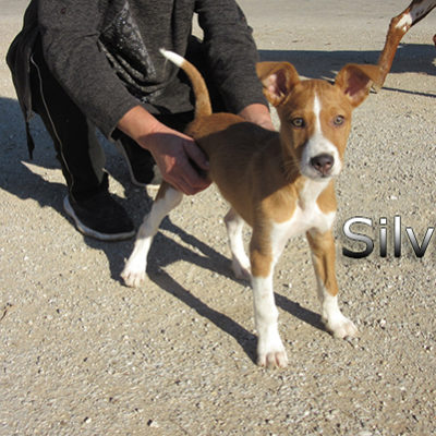 Silvio-(5)web