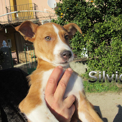 Silvio-(6)web