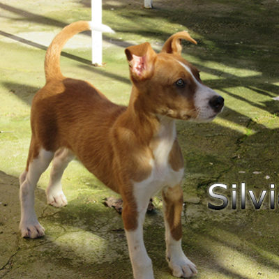 Silvio-(8)web