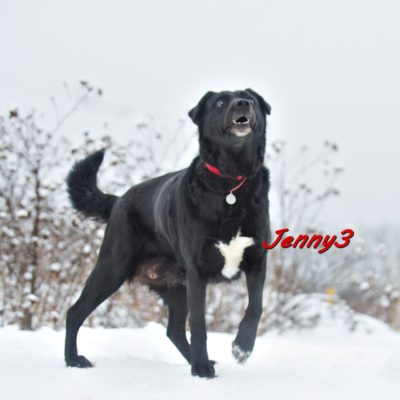 Jenny3 IMG-20200206-WA0084