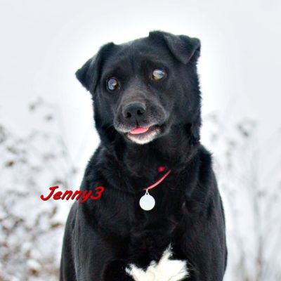 Jenny3 IMG-20200206-WA0086