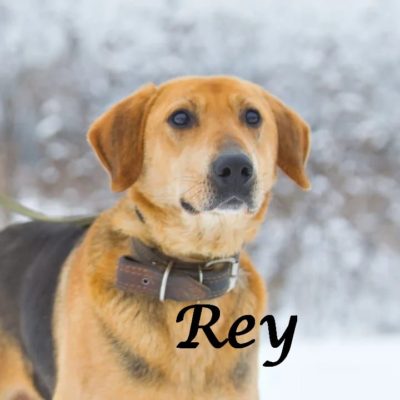 Rey IMG-20200217-WA0040