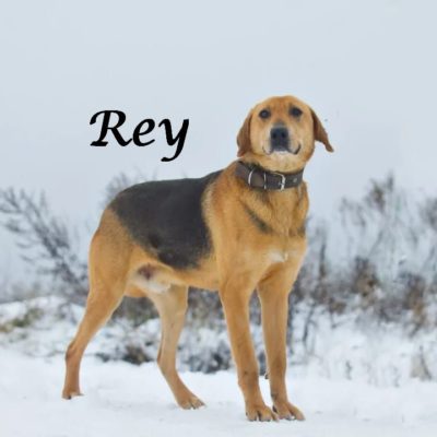 Rey IMG-20200217-WA0045