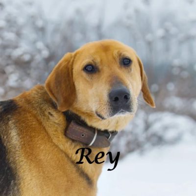 Rey IMG-20200217-WA0053