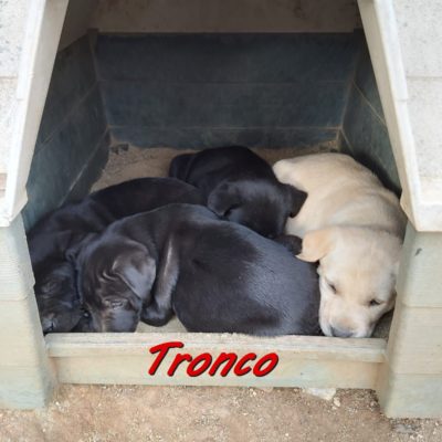 Tronco IMG-20200122-WA0071