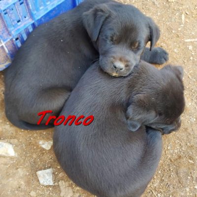 Tronco IMG-20200122-WA0072