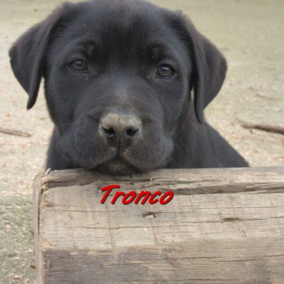 Tronco IMG_5043