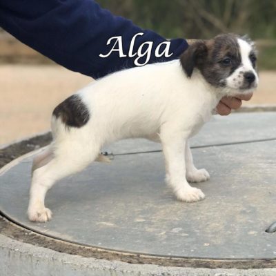 Alga IMG-20200301-WA0067