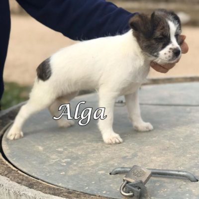 Alga IMG-20200301-WA0068