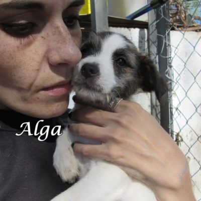 Alga IMG_5787