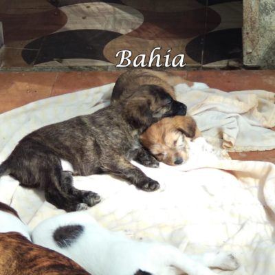 Bahia IMG-20200229-WA0005