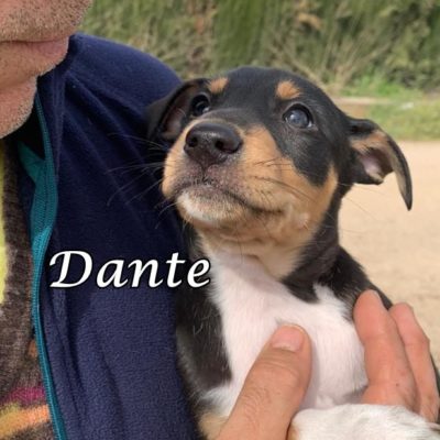 Dante IMG-20200301-WA0131