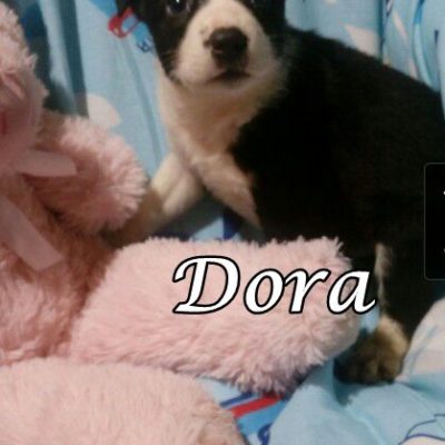Dora 6818158403387087174760964