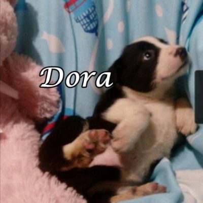 Dora threema-20200312-182432-947c962d2b7cec551275139049