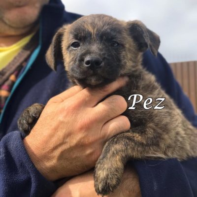 Pez IMG-20200301-WA0075