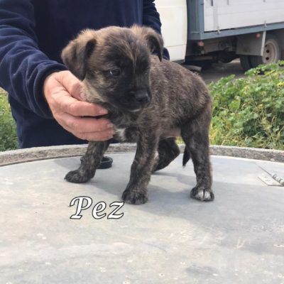 Pez IMG-20200301-WA0076