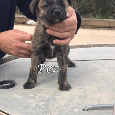 Pez IMG-20200301-WA0082