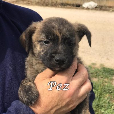Pez IMG-20200301-WA0100