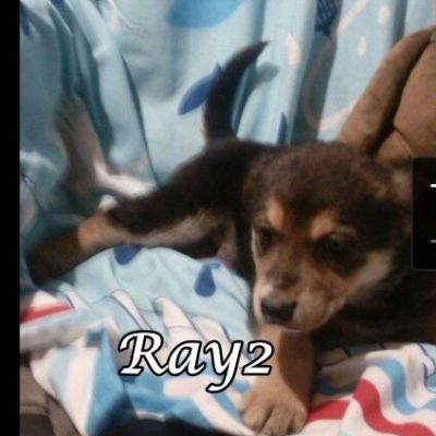 Ray2 threema-20200312-182457-b4969b4c7e0d57db247405076