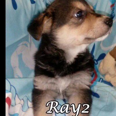 Ray2 threema-20200312-182458-c79035822979a1be334689951