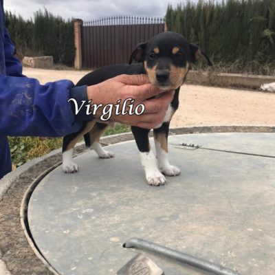 Virgilio IMG-20200301-WA0108