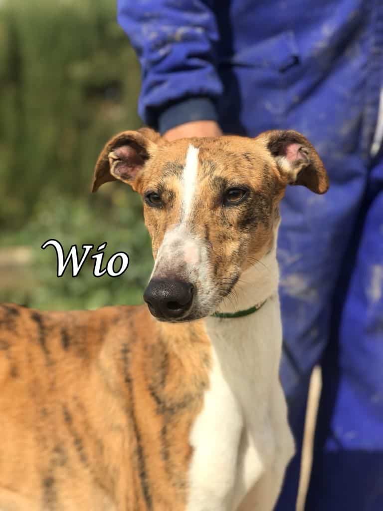Wio » Tierschutzverein SOS-Dogs e.V.