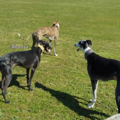 Alondra IMG-20200413-WA0001