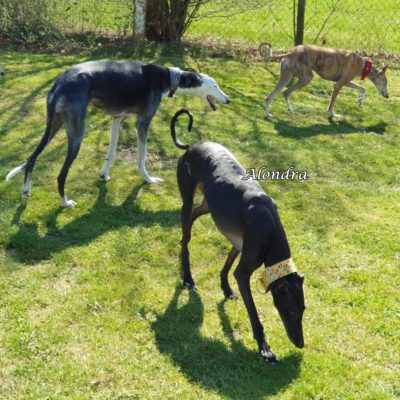 Alondra IMG-20200413-WA0003