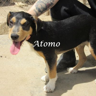 Atomo IMG_6074