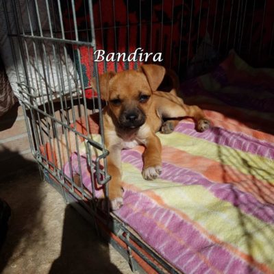 Bandira IMG-20200407-WA0010