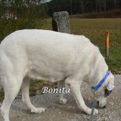 Bonita DSCI0001