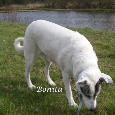 Bonita DSCI0016