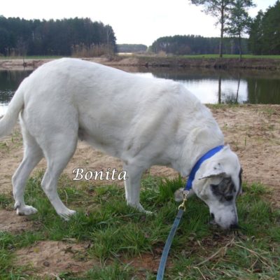 Bonita DSCI0034