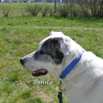 Bonita DSCI0040