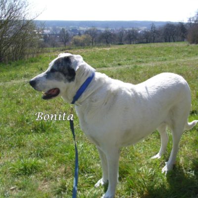 Bonita DSCI0045
