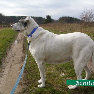 Bonita InkedDSCI0015_LI