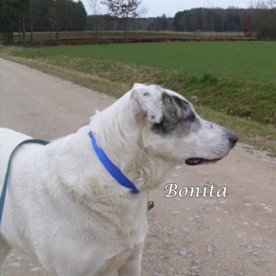Bonita1