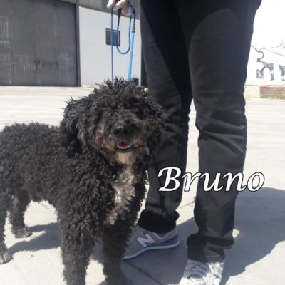Bruno PHOTO-2020-04-01-22-34-12