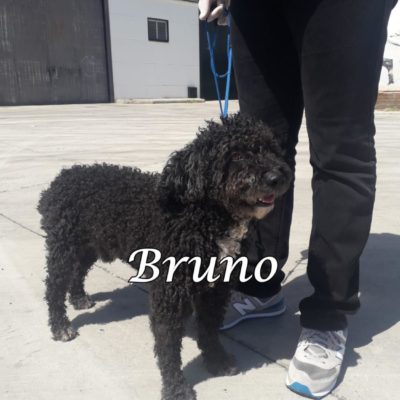 Bruno PHOTO-2020-04-01-22-34-27