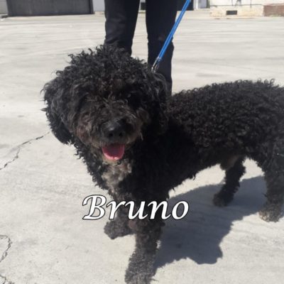 Bruno PHOTO-2020-04-01-22-34-33