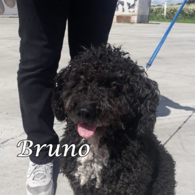 Bruno PHOTO-2020-04-01-22-34-34