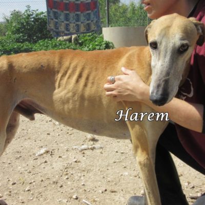 Harem IMG_5898
