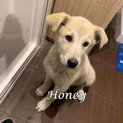 Honey IMG-20200311-WA0087