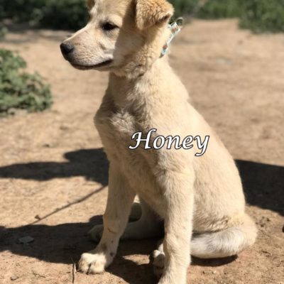 Honey IMG-20200329-WA0091